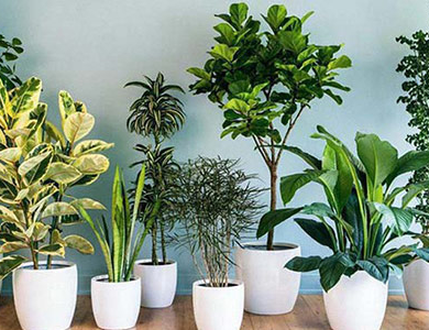 5 loại cây trồng trong nhà mang may mắn, tài lộc cho gia chủ